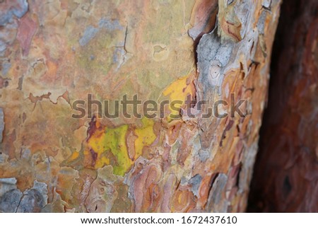 wood texture colorful natural rural