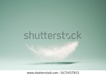 White feather, shadow on empty blue background Royalty-Free Stock Photo #1672437853