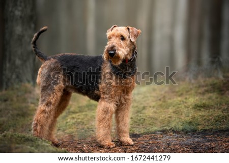 airedale terrier dog standing outdoors in the forest Royalty-Free Stock Photo #1672441279