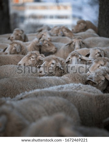 A flock of sheep in Germany