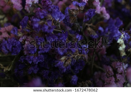Purple dried flowers, close-up shot