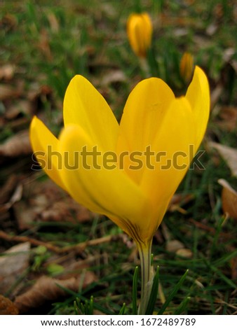 macro photo with a decorative background of beautiful bright yellow flowers of spring Crocus plants for design as a source for prints, posters , Wallpapers, interiors