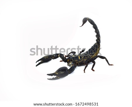 Black scorpion ready to fight isolated on white background, (Giant forest scorpions, Emperor Scorpion). Clipping path