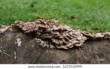 Saprophytic fungus on a dead tree stump.  Royalty-Free Stock Photo #1672510999