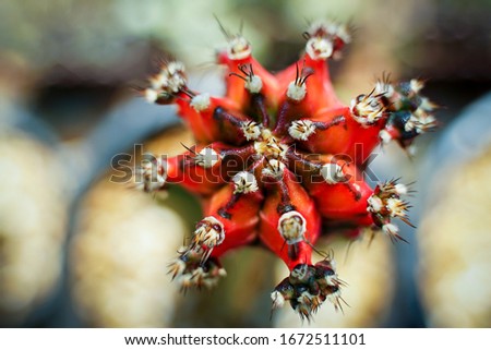 my gymnocalycium cactus and ariocarpus 