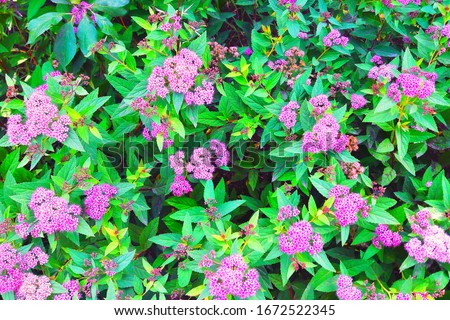 pictured in the photo Japanese spirea in garden Royalty-Free Stock Photo #1672522345