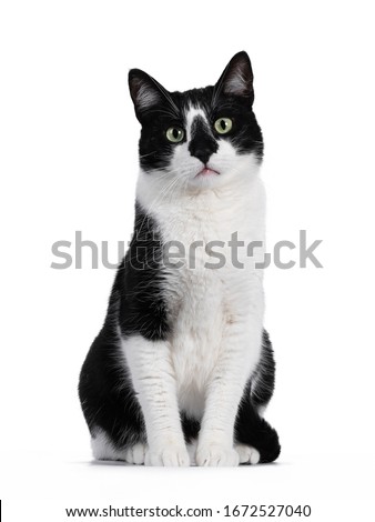 Handsome black and white house cat sitting up facing front. Looking straight ahead with green eyes. Isolated on white background. Royalty-Free Stock Photo #1672527040