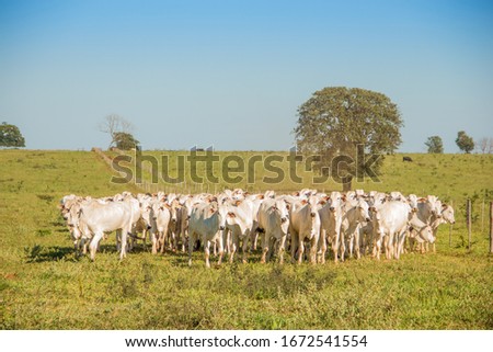 Agribusiness - Cattle, Nellore white cattle, green pasture in Brazil - Livestock Royalty-Free Stock Photo #1672541554