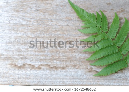 Botanical fern background, top view, copy space for a text