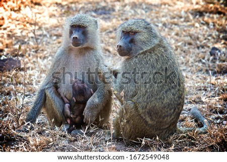 Baboons Family In Lake Manyara In Tanzania
