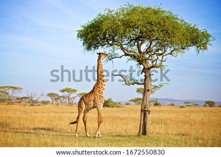 Giraffe Eatting Acacia Tree Leafs In Grumeti In Tanzania Royalty-Free Stock Photo #1672550830