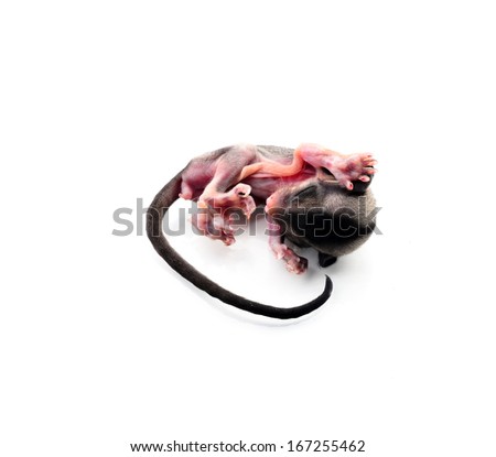 Baby Gray Squirrel with eyes closed on white background.