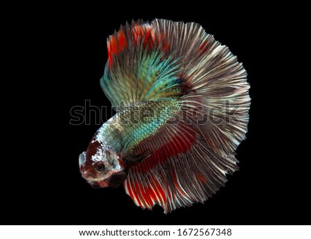 Multi color Siamese fighting fish(Rosetail)(halfmoon),red and blue dragon fighting fish,Betta splendens,on black background with clipping path
