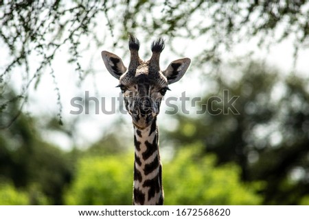 giraffe in the serengeti national park