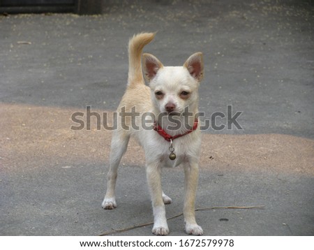Take a picture of Chihuahua Yellow