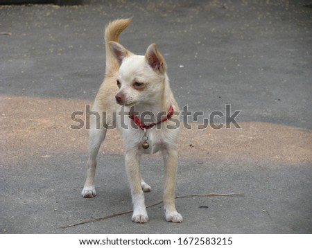 Take a picture of Chihuahua yellow