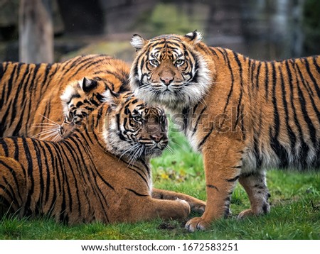 Tiger family lie together in the grass