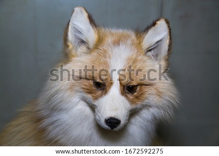 Portrait of a beautiful furry predator state farm Golden Fox (Vulpes vulpes) with a nice coat on a dark background, stuffed. Animals, mammals.