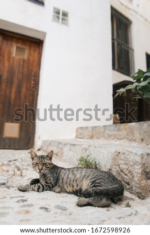 cute cat lies at the door on the street of old town Peniscola, Spain