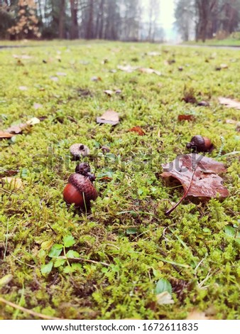 close-up autumn brown acorns and wet blackened leaves on a bright green carpet of moss with blades of grass on a blurred background of a forest park