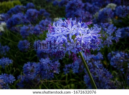 Agapanthus field Macro Background, New Zealand. Purple flower