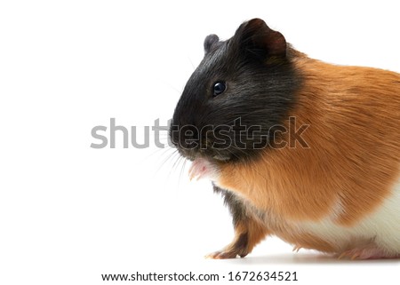 Guinea pig (Cavia porcellus) is a popular household pet Guinea pig licks paw, pet is washing his tongue. Studio portrait of Guinea Pig isolated on white background. Сlose ups.