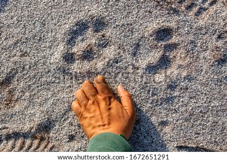 Jaguar footprints  photographed in Linhares, North of Espirito Santo. Southeast of Brazil. Atlantic Forest Biome. Picture made in 2018.