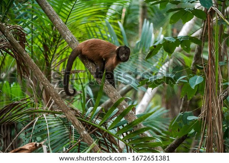 Crested capuchin photographed in Linhares, North of Espirito Santo. Southeast of Brazil. Atlantic Forest Biome. Picture made in 2018.