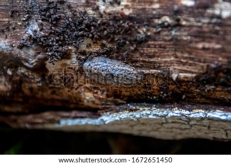 Insect photographed in Linhares, North of Espirito Santo. Southeast of Brazil. Atlantic Forest Biome. Picture made in 2018.