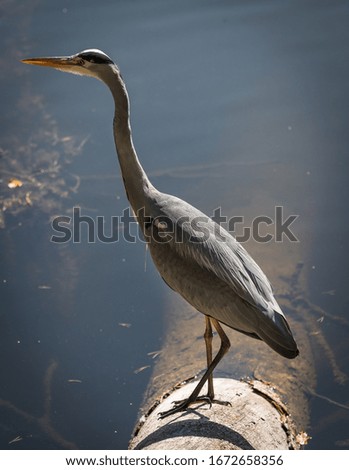 A heron around a lake in Germany