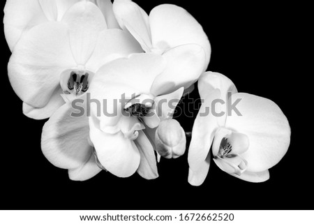 White orchid flower phalaenopsis, phalaenopsis or halyard on a black background. White phalaenopsis flowers. Black and white photo 