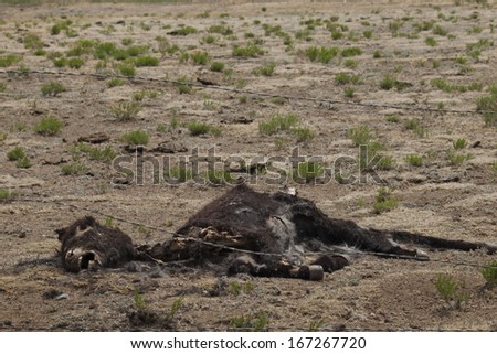 Decomposing donkey carcass on ranch in Colorado.