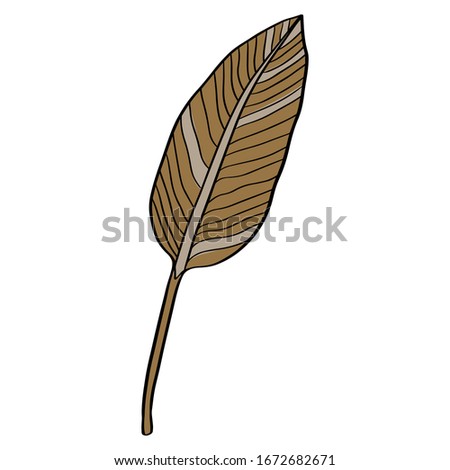 Vector tropical plant Bird of Paradise leaves or Strelitzia Reginae isolated on white background. Concept for spa and beauty salon, natural cosmetics and aesthetic cosmetology.