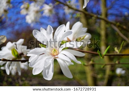 Beautiful white flowering magnolia - flowering tree. Magnolia stellata - selective focus