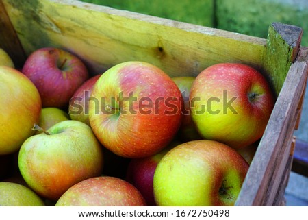 Fresh red and yellow apples at a farmers market
