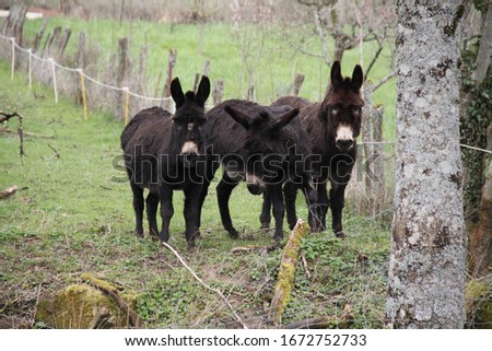 Fluffy cute dark brown donkeys