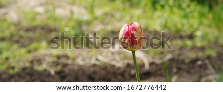 Photography of one red and white tulip on the flowerbed. Fresh spring floral pattern. Natural template for greeting card. 