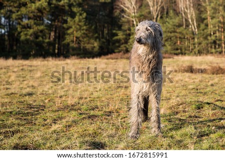 scottish deerhound (dog) in the sunset Royalty-Free Stock Photo #1672815991