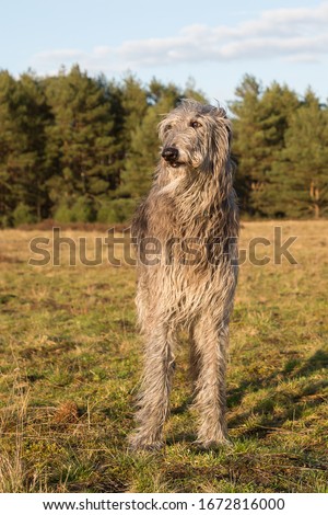 scottish deerhound (dog) in the sunset Royalty-Free Stock Photo #1672816000