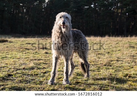 scottish deerhound (dog) in the sunset Royalty-Free Stock Photo #1672816012