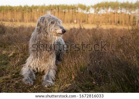 scottish deerhound (dog) in the sunset Royalty-Free Stock Photo #1672816033