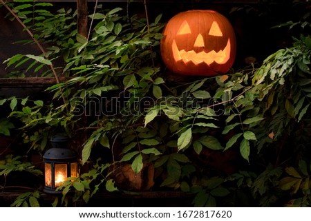 halloween pumpkin in green with lantern
