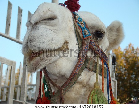 Camel - close up - closeup
Arabian camel is wearing colorful clothes.
Albino camel in the Middle East.
Domesticated Camel.
Albino animal.
Dromedary animal.
Desert animals