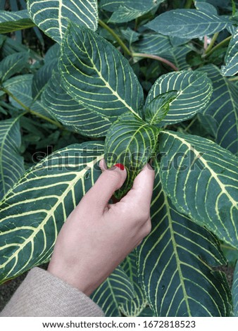 Hand touching leaf of ornamental plant