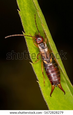 Close-up of European earwig over a leaf. Highly detailed macrophotography of male exemplar of Forficula auricularia