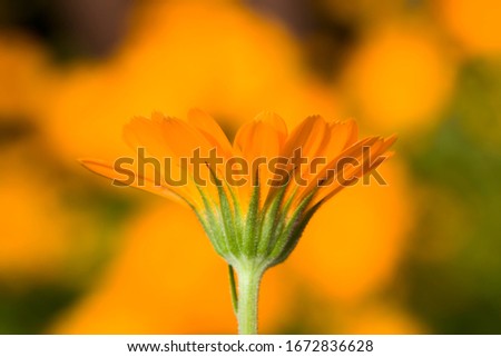 beautiful orange calendula flowers on the background of other flowers in the garden, close-up