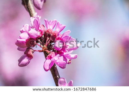 Close up of Western redbud (Cercis occidentalis) inflorescence, California Royalty-Free Stock Photo #1672847686