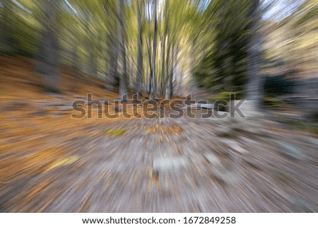 Dynamic picture in a autumn forest, using lens zoom