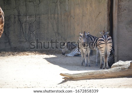 zebras getting cover in the shade