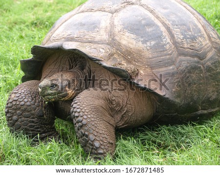 Galapagos Tortoise crawling in the grass